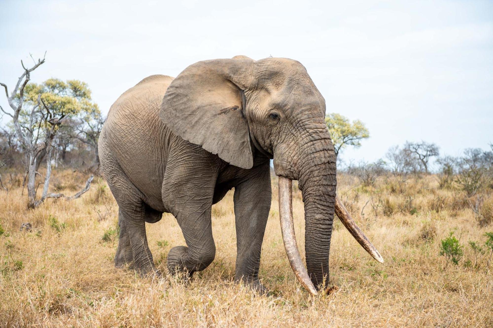 Tomo Safari Lodge Hoedspruit Esterno foto