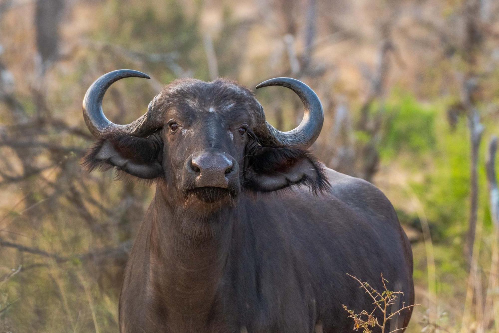 Tomo Safari Lodge Hoedspruit Esterno foto