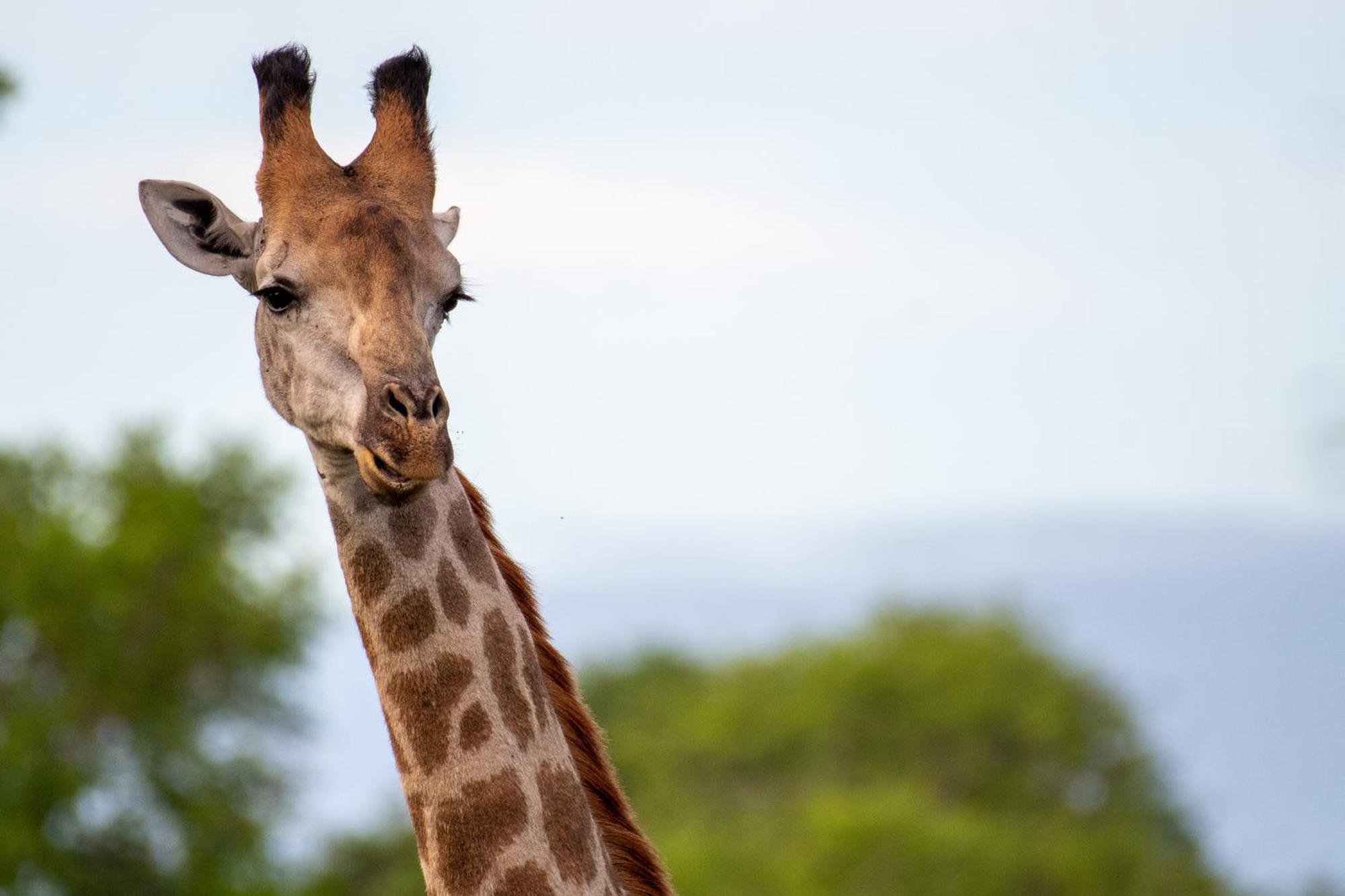 Tomo Safari Lodge Hoedspruit Esterno foto