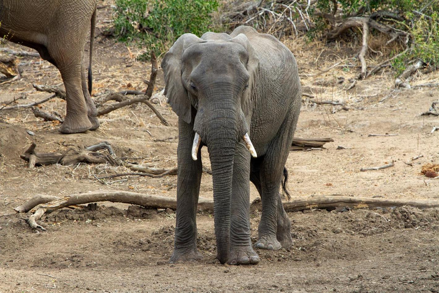Tomo Safari Lodge Hoedspruit Esterno foto