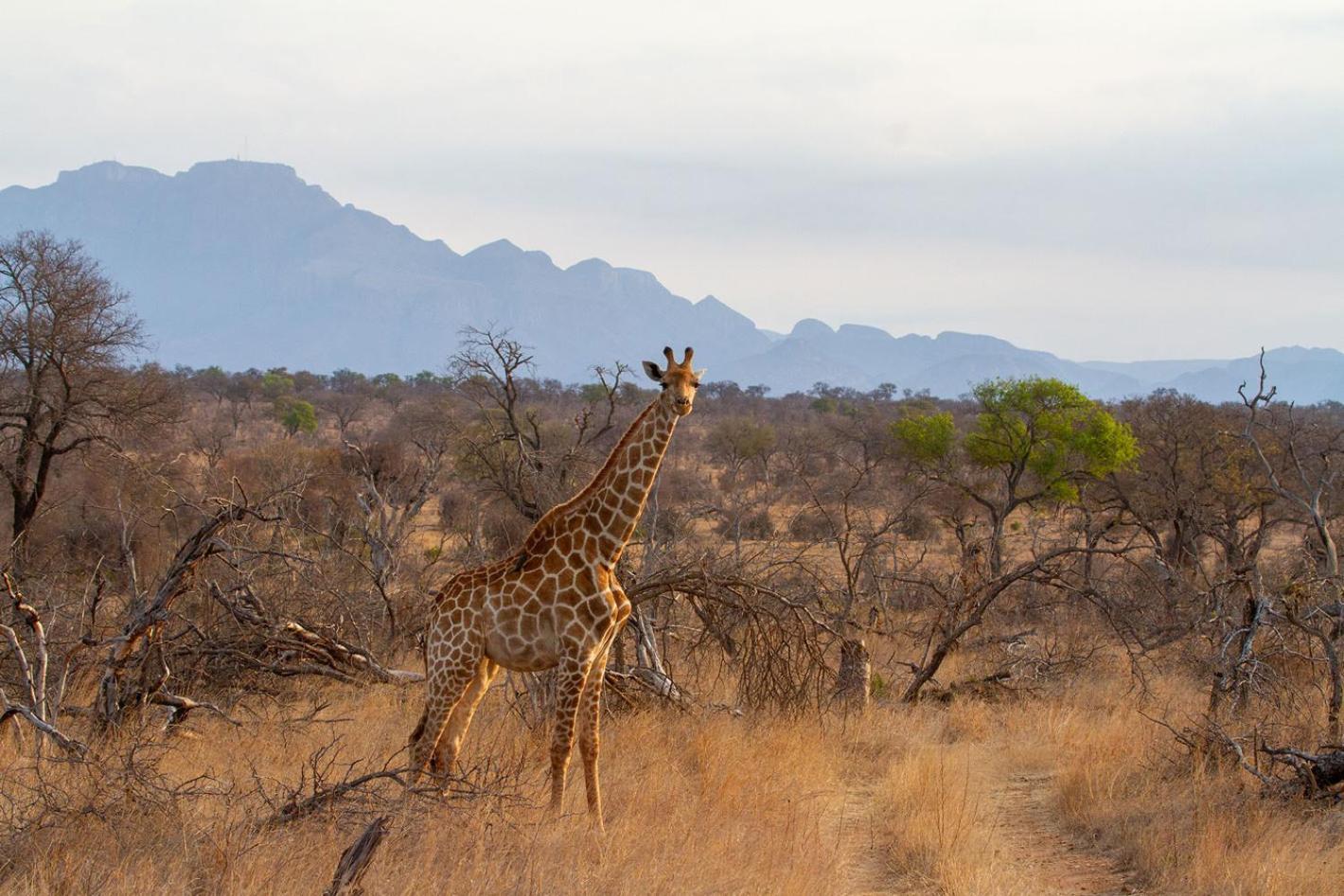 Tomo Safari Lodge Hoedspruit Esterno foto
