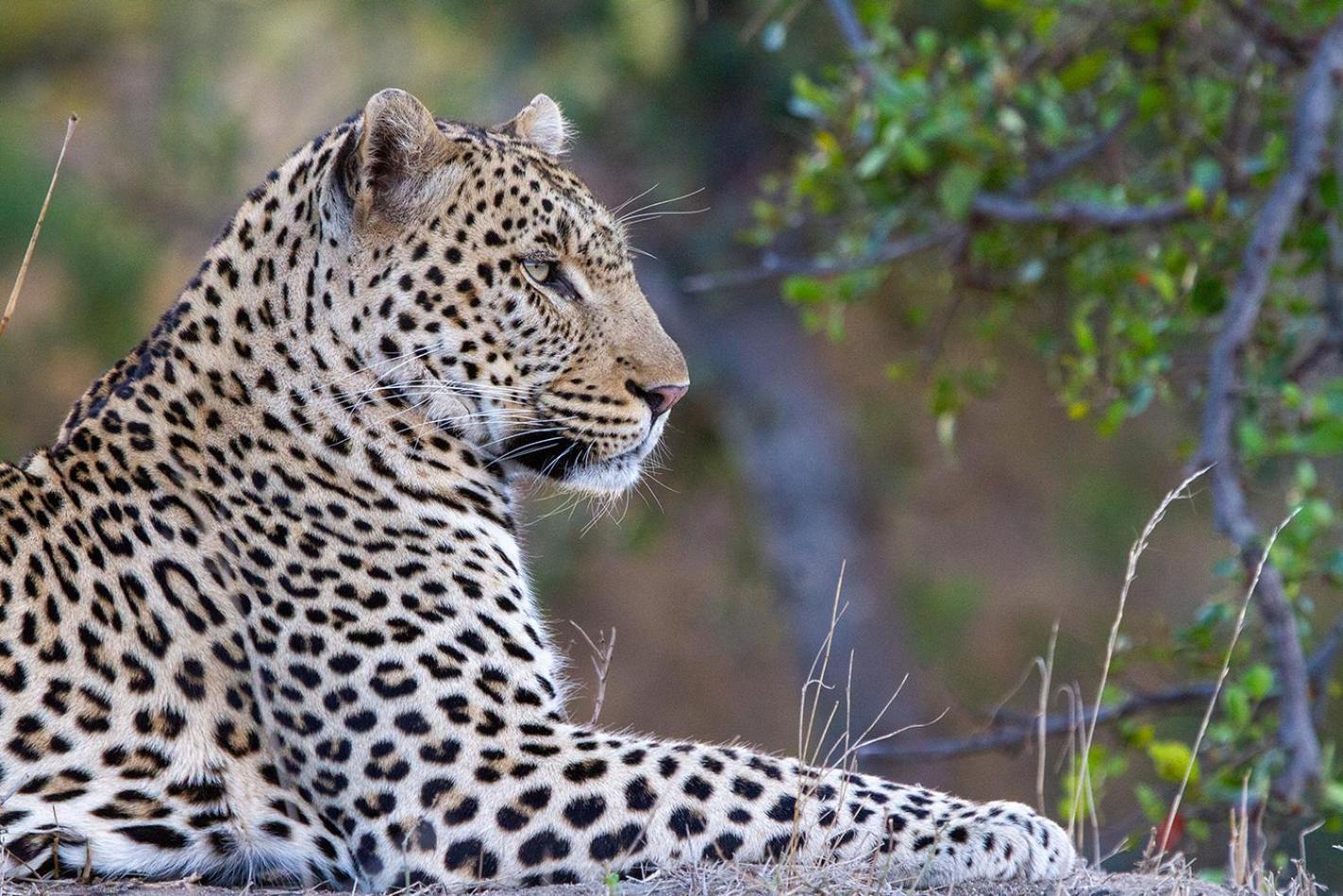 Tomo Safari Lodge Hoedspruit Esterno foto