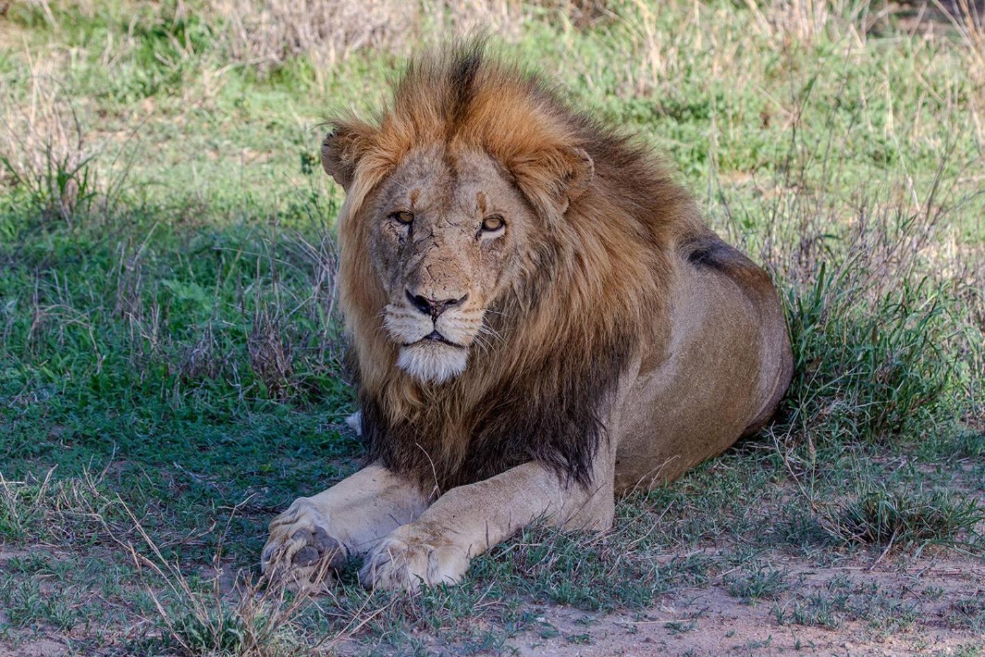 Tomo Safari Lodge Hoedspruit Esterno foto