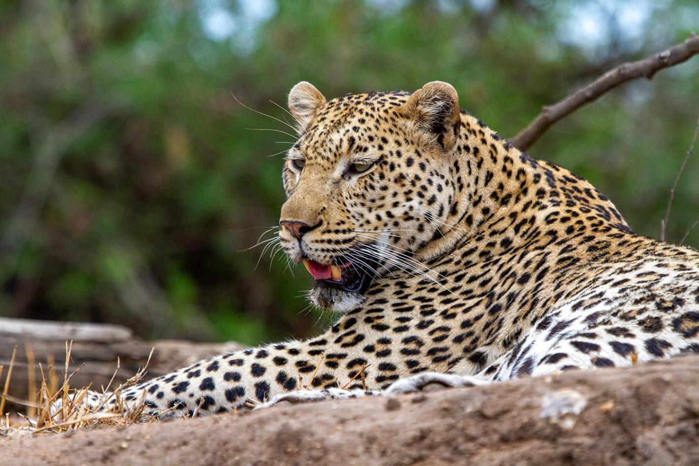 Tomo Safari Lodge Hoedspruit Esterno foto