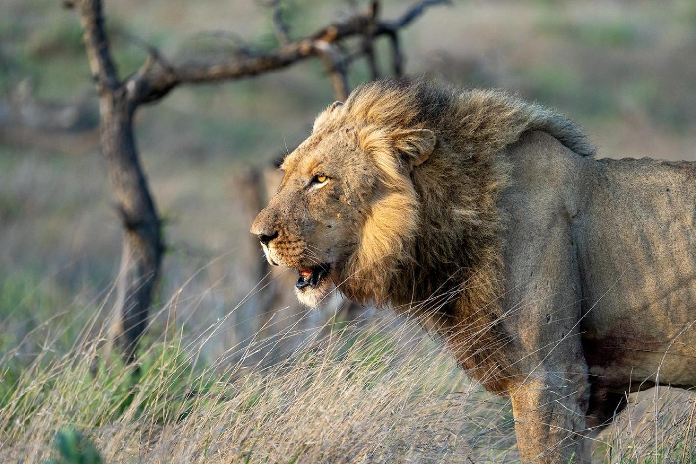 Tomo Safari Lodge Hoedspruit Esterno foto