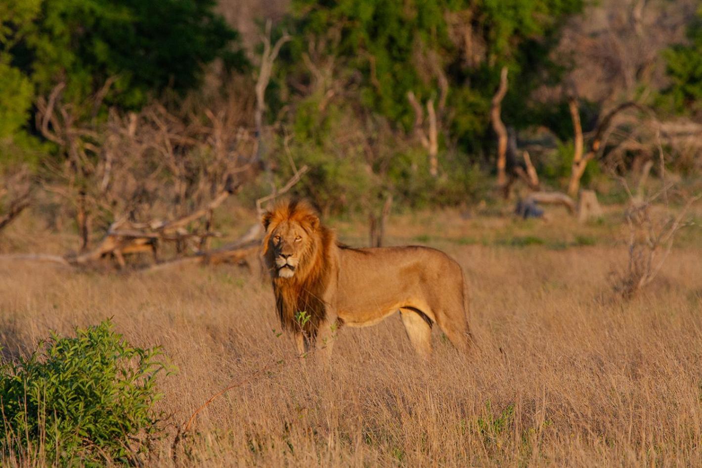 Tomo Safari Lodge Hoedspruit Esterno foto