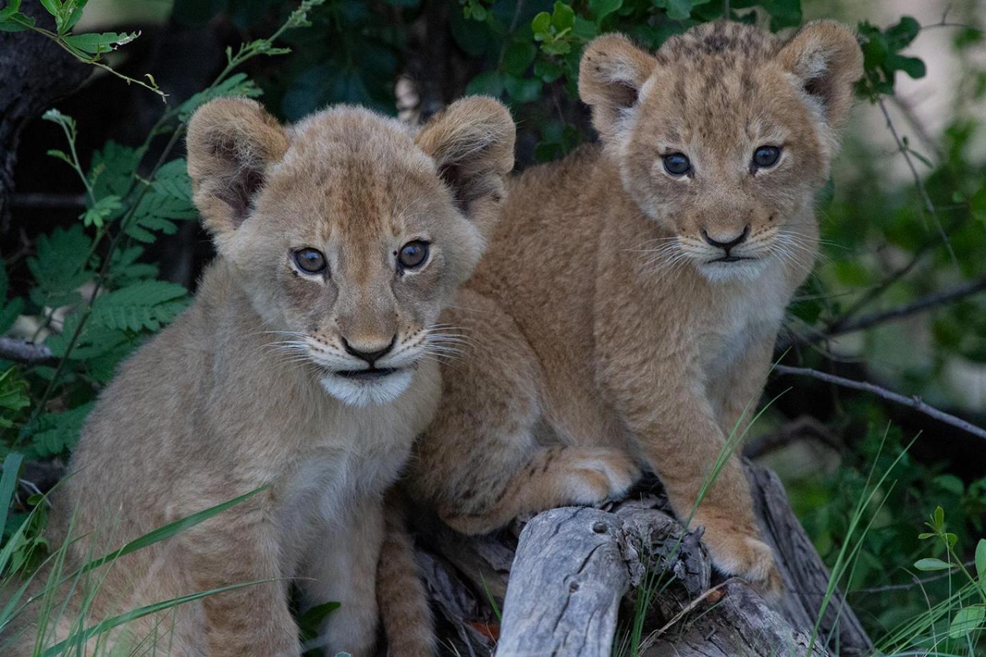 Tomo Safari Lodge Hoedspruit Esterno foto