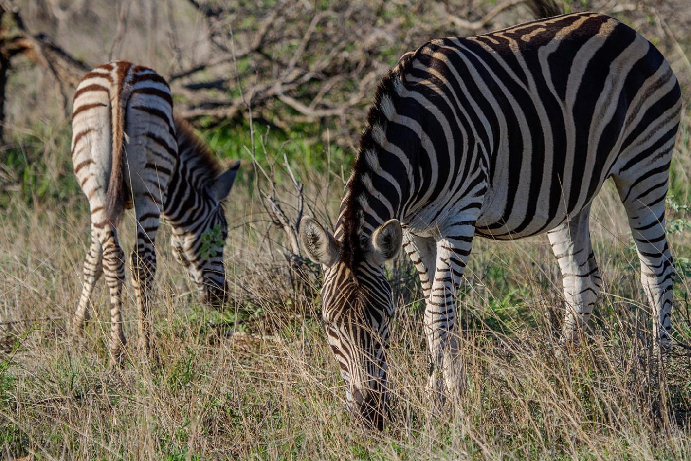 Tomo Safari Lodge Hoedspruit Esterno foto